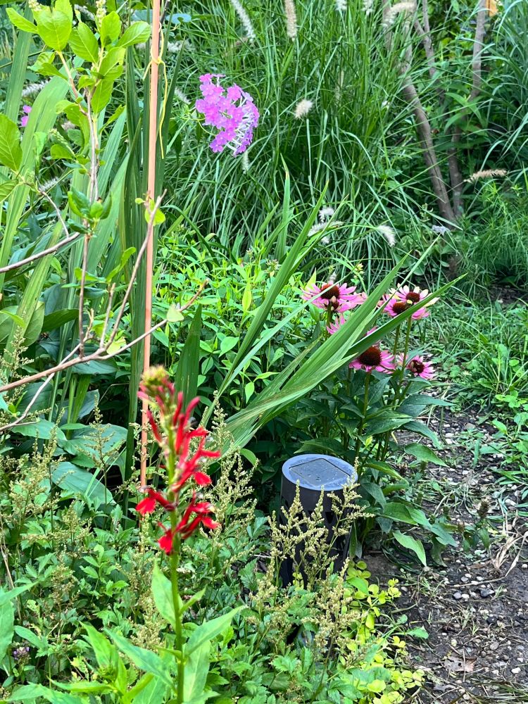 A bright red cardinal flower stands in front of astilbe, coneflower, and phlox