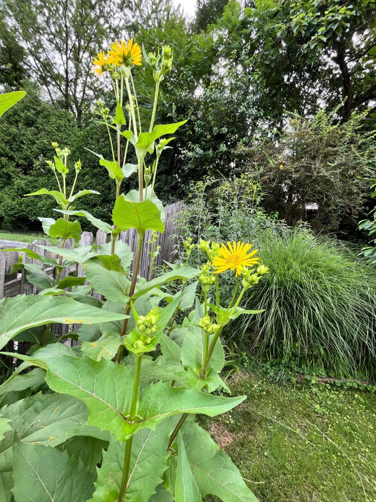 Yellow blooms on top of a cup plant, whose toothed leaves meet at the stem to form a small cup filled with water. 