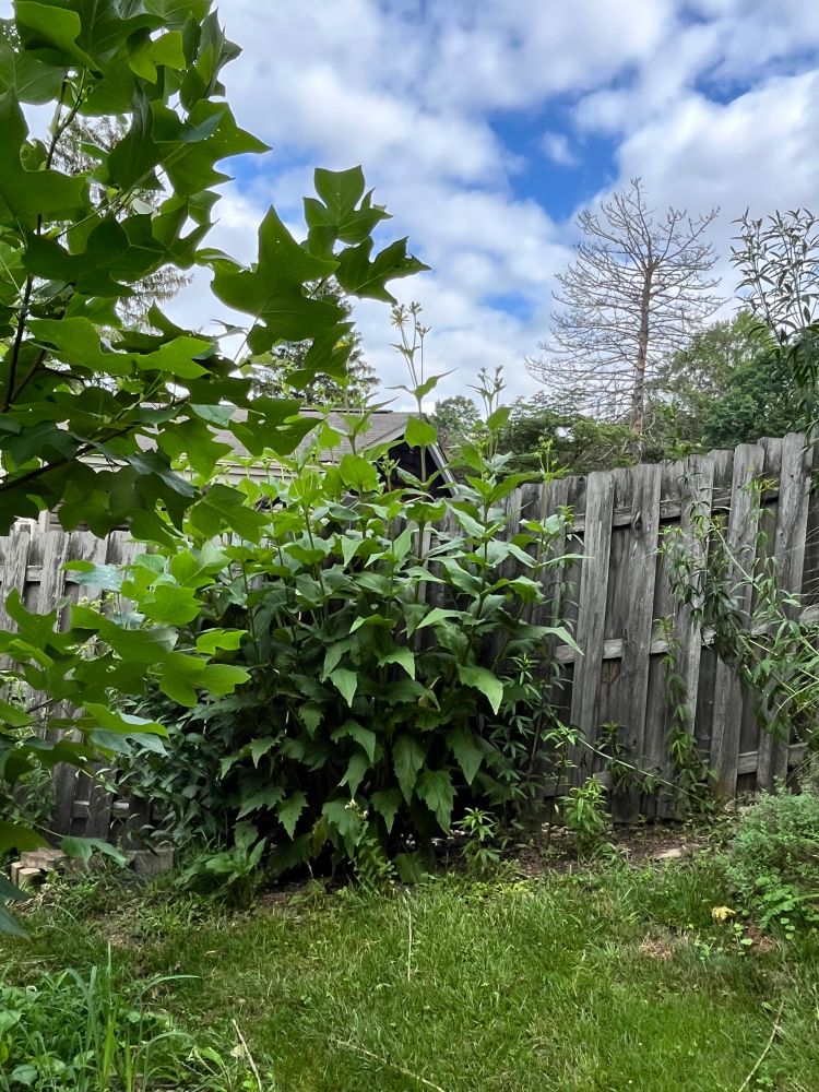 A cup plant grows to nearly ten feet tall in front of a privacy fence. 