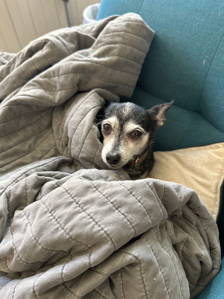A very small dog wrapped in a blanket on a pillow that it on a chair