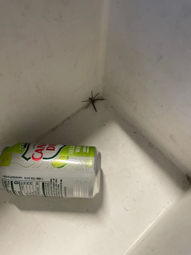 a fairly large spider inside my cooler