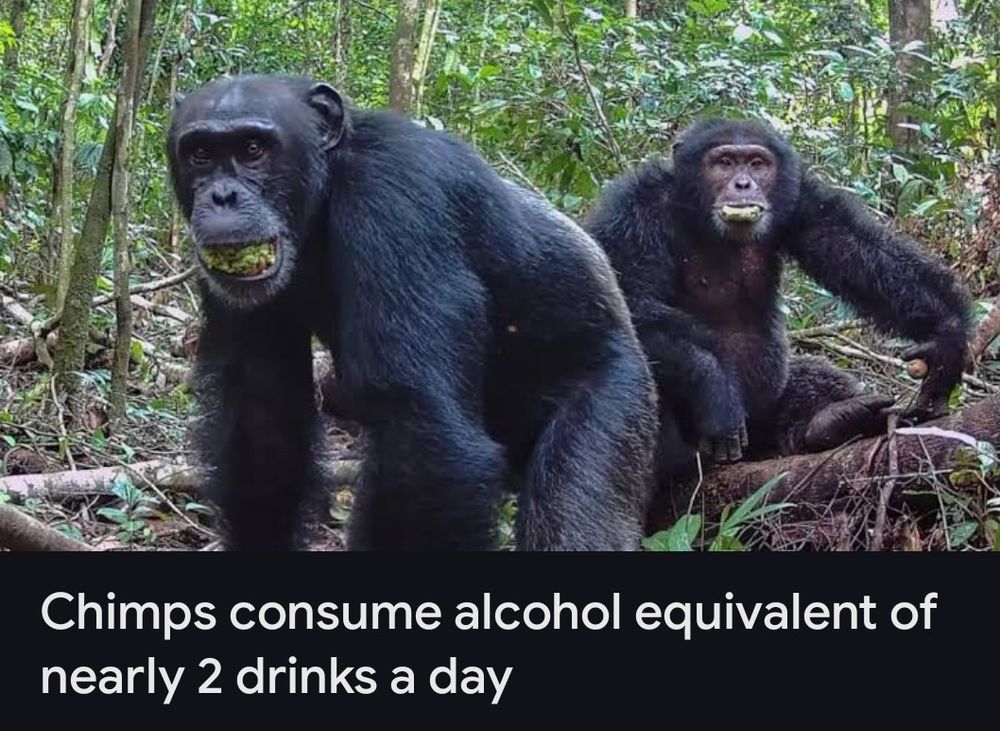 A clickbait-y picture from a news aggregation site depicting two chimpanzees, both of which have some sort of green fruit in their mouths, with a caption reading "Chimps consume alcohol equivalent of nearly 2 drinks a day"