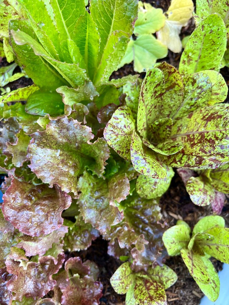 Garden bed of green and red speckled lettuces