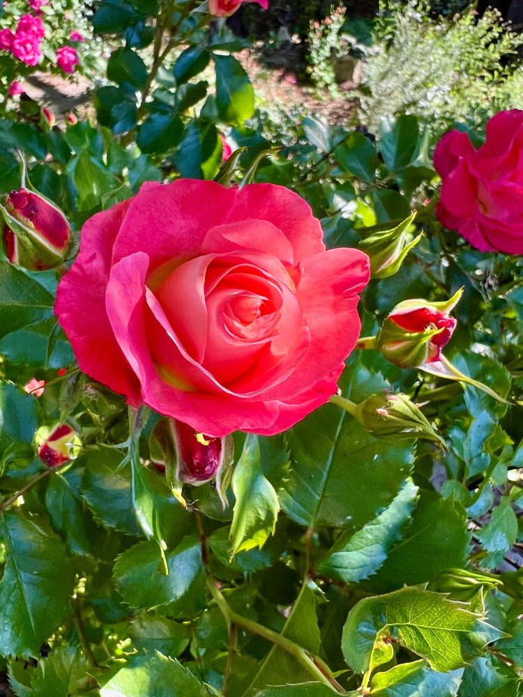 Pink rose