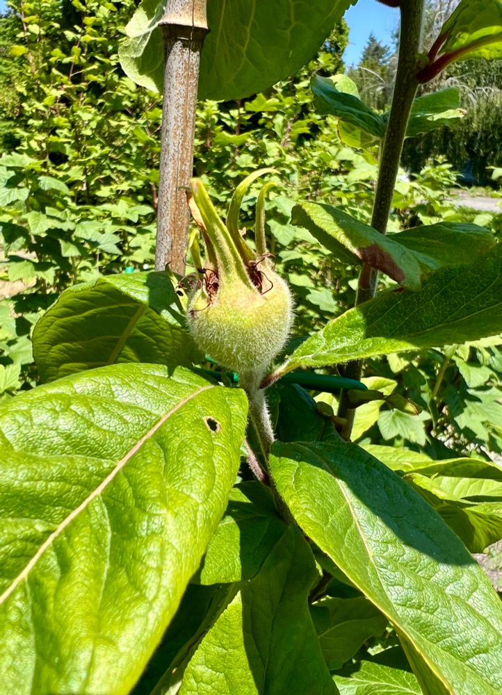 Medlar fruit growing upright on a small tree