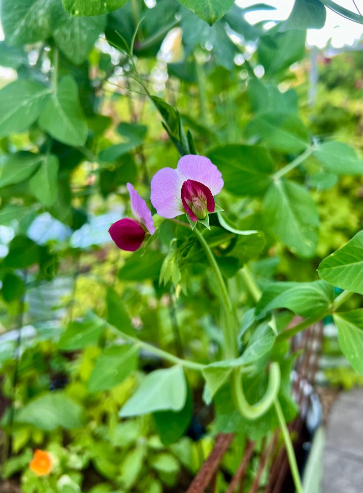 Sweet pea vines with pink flowers