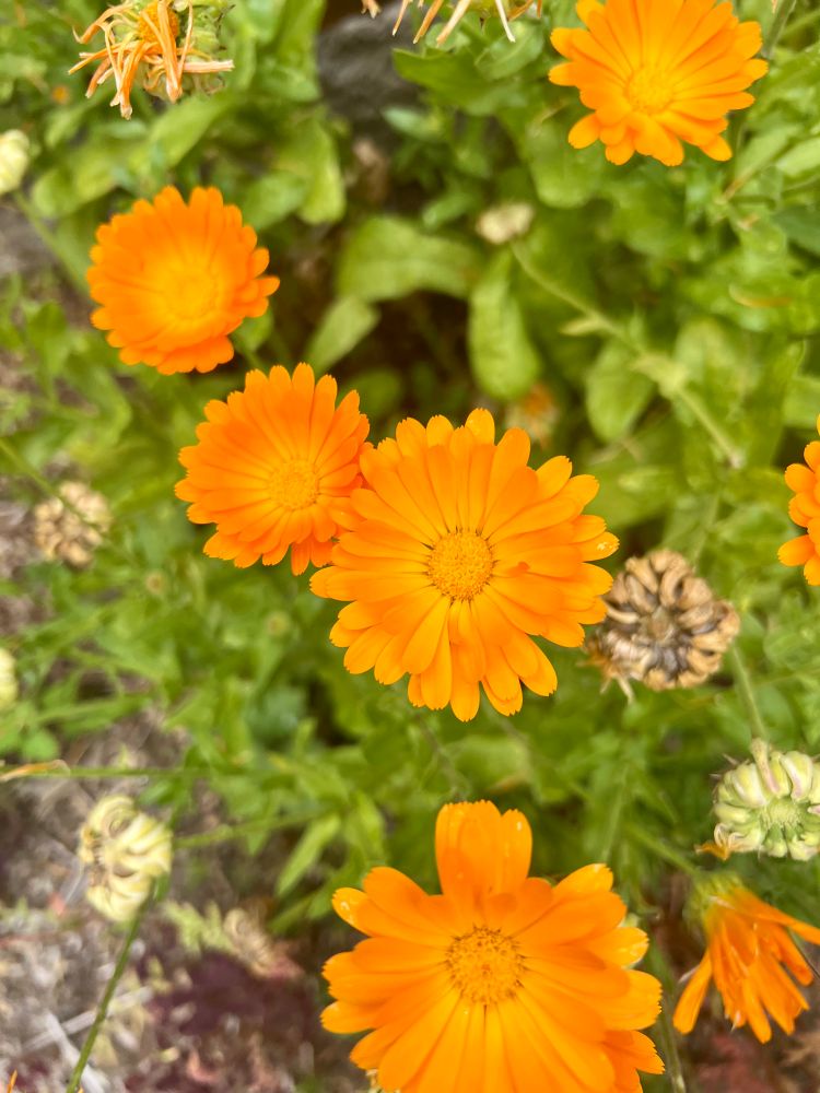 A cluster of orange calendula flowers 