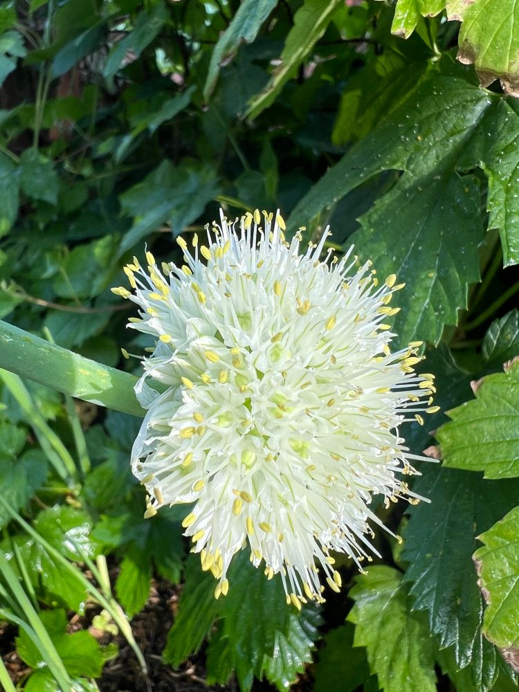White scallion blossom