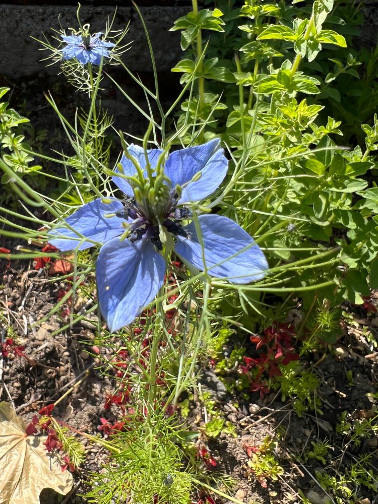 Blue nigella flower