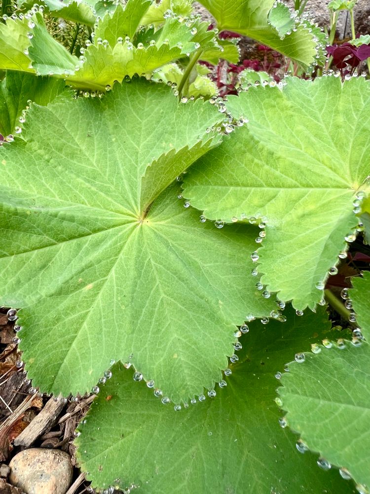 Green leaves of Lady’s Mantle with drops of dew all around the edges