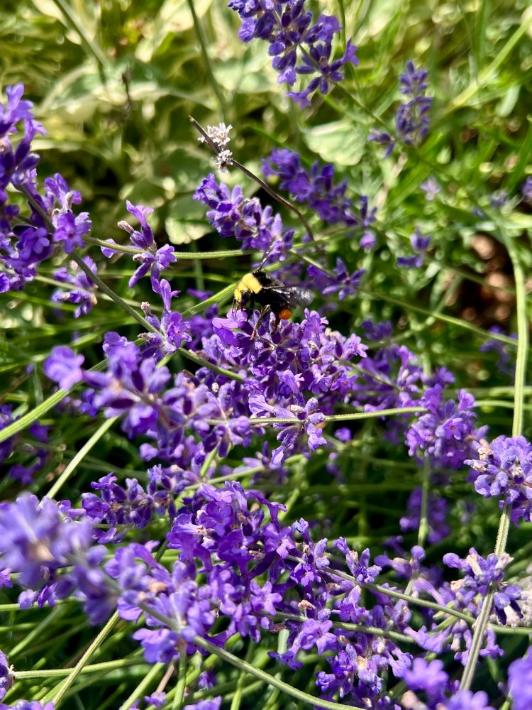 A bumblebee pollinating purple sage blossoms 