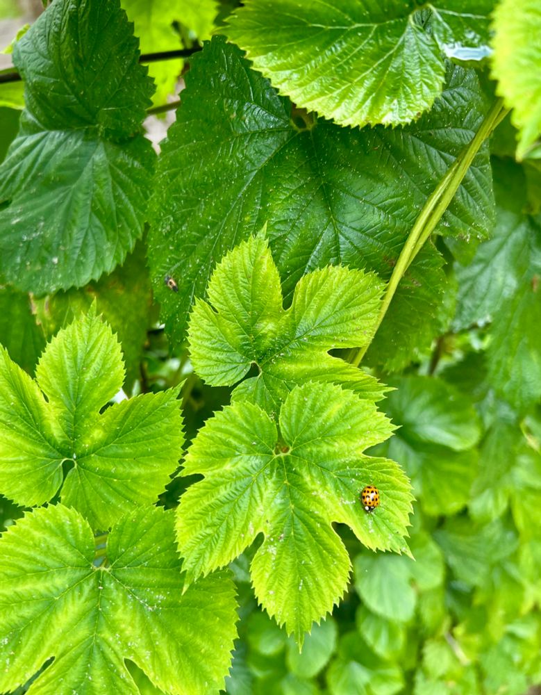 A lady bug and a lady bug nymph on hop leaves
