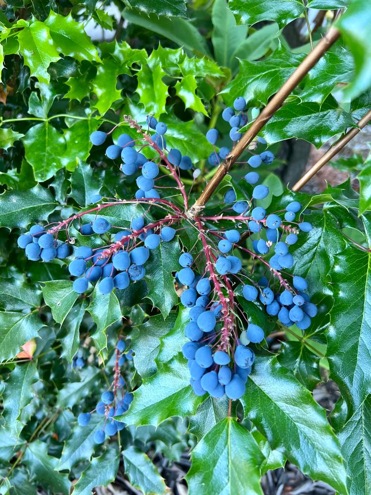 Oregon Grape