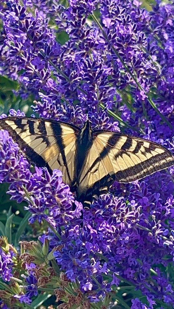 Western Tiger Swallowtail butterfly on a patch of purple sage flowers