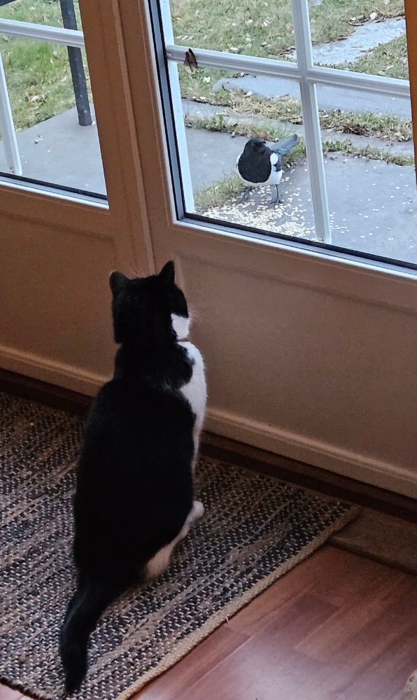 Cat is looking at a magpie through a window, who is less than 2 feet away, separated only by the glass.
