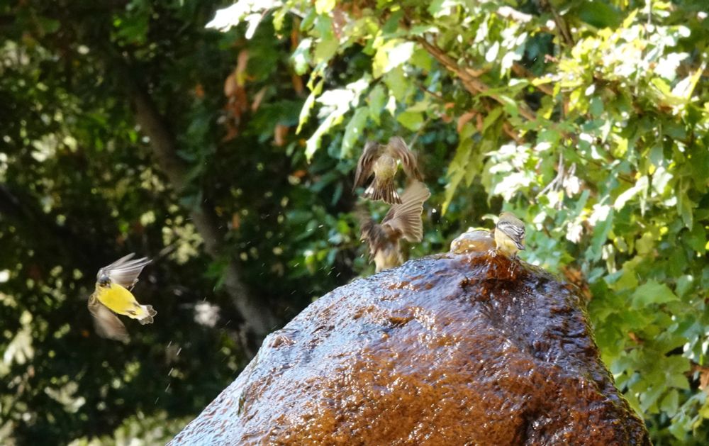 After a bit of jostling four birds are trying to find their place and three are airborne and hovering.