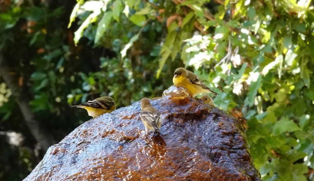 Birds colored yellow, black, grey and white have landed in the steady, modest flow of water along surface of the rock.