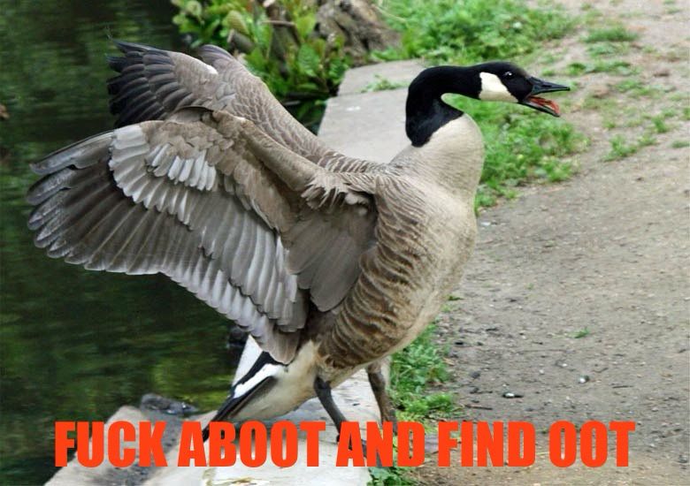 Angry Canada goose with text FUCK ABOOT AND FIND OOT