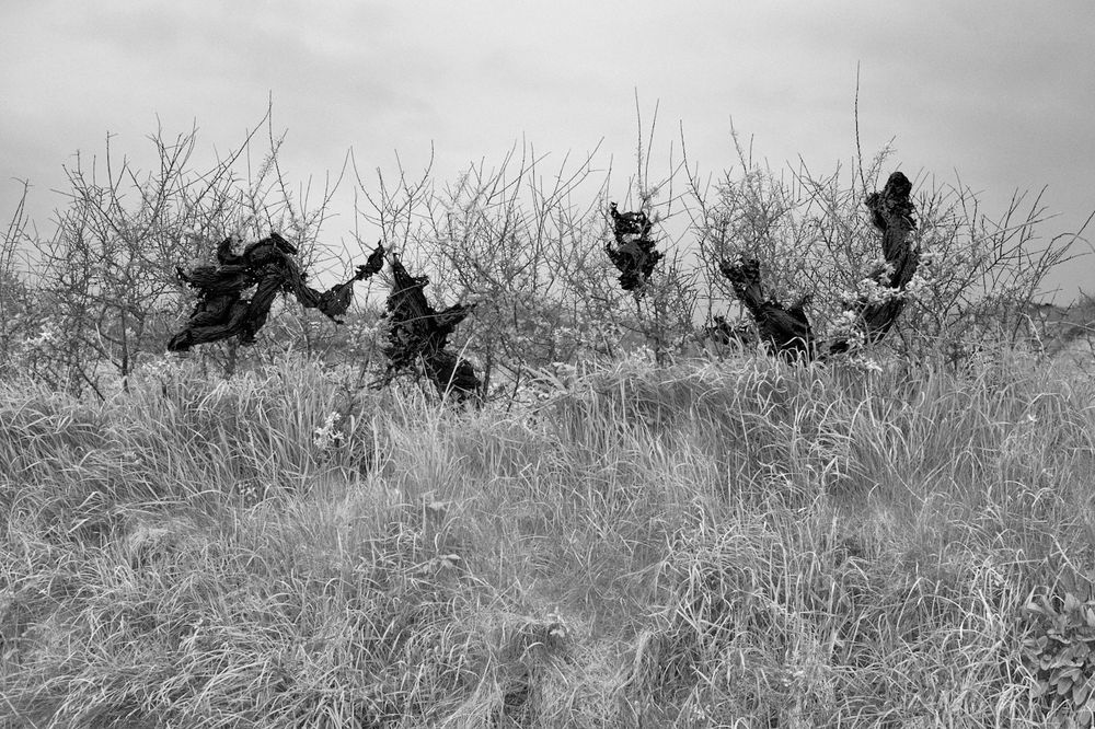 Black and white photo of black bin bags, torn and caught in a hedge. They resemble witches.