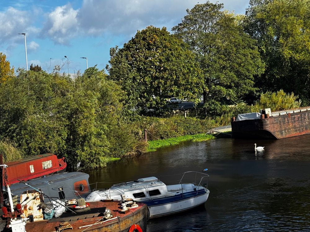 A swan was swimming towards a heron on River Calder. 
