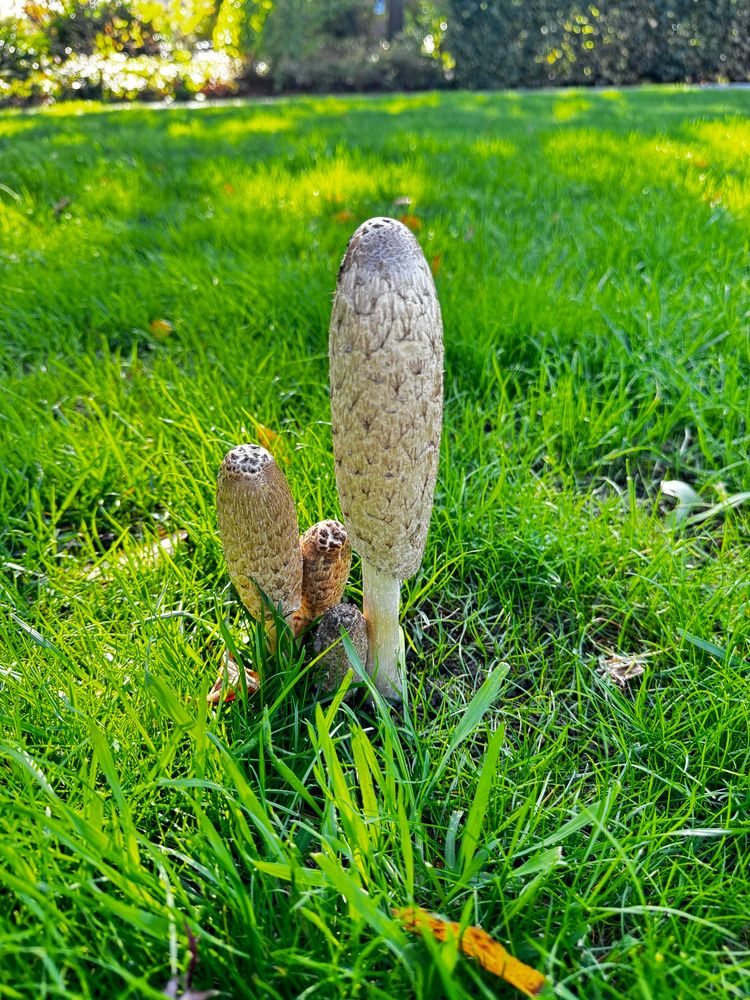 Four adorable shaggy manes in the sunlight