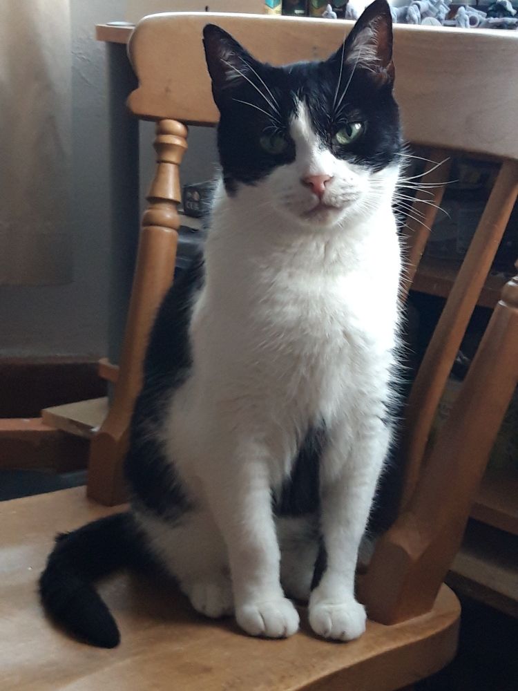 A tuxedo cat sits on a pine wood dining chair. His green eyes have a look of judgement. He judges you.