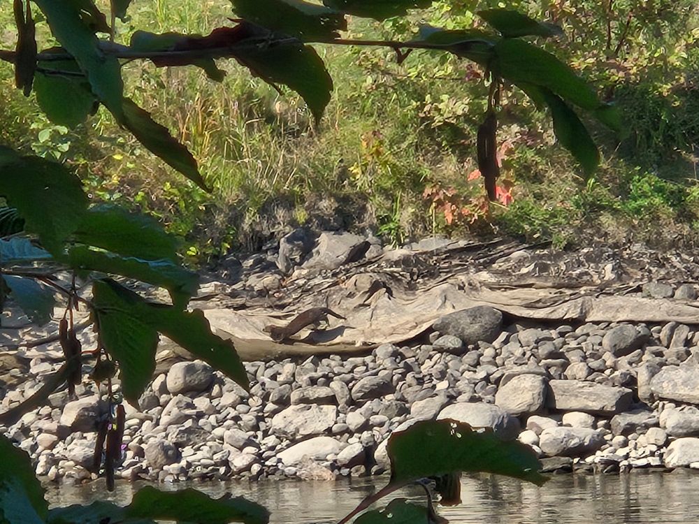 A weasel runs alongside the river.