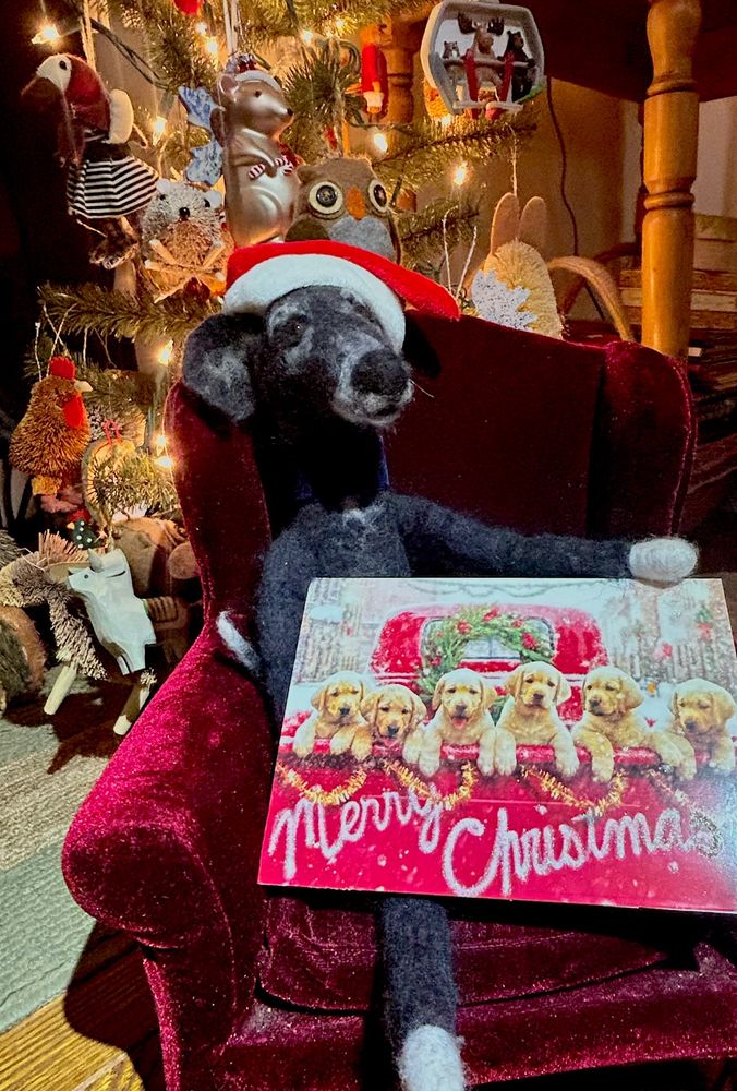 Clancy, the black felted greyhound, poses in front of a Christmas tree with his first ever Christmas card.