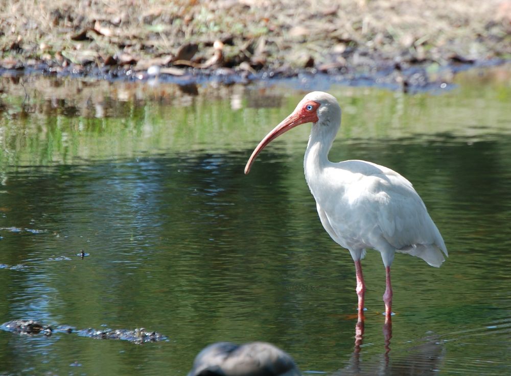 American White Ibis standing perfectly still in shallow water - bright blue eyes and orange beak and legs. 