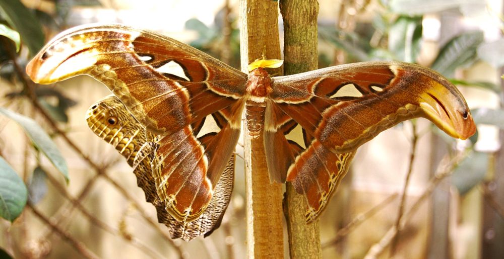 The giant Atlas Moth clings to a vertical tree branch with its wings fully spread. The wings are rich brown and orange with creamy patterns. Its body is furry, and antennae is feathery yellow.