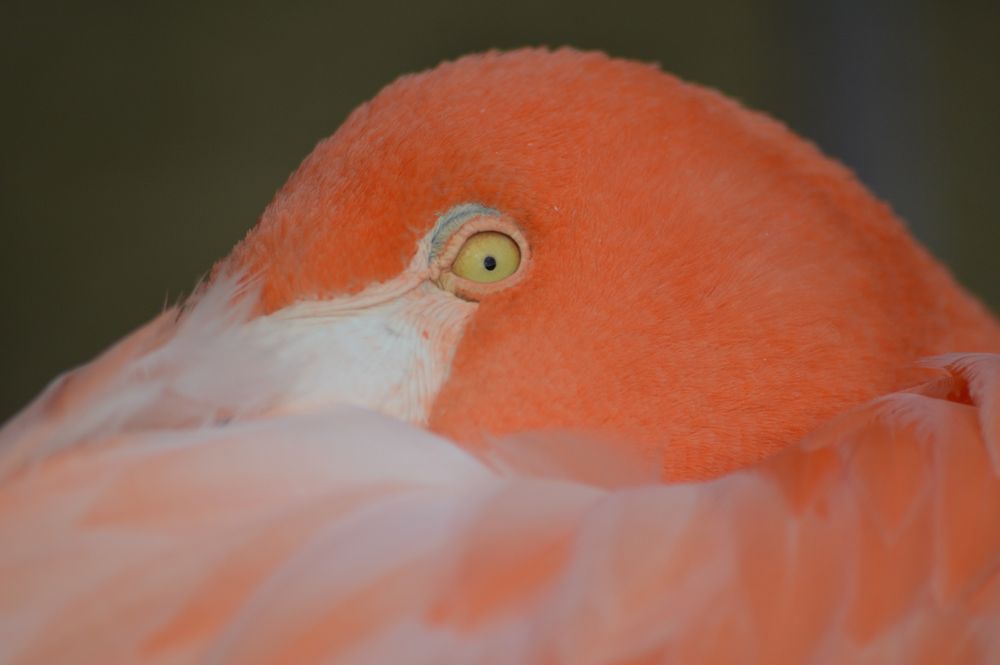 Close-up of an American Flamingo resting with its head tucked into its body. Its feathers are orange-pink, and one pale yellow eye peeks out