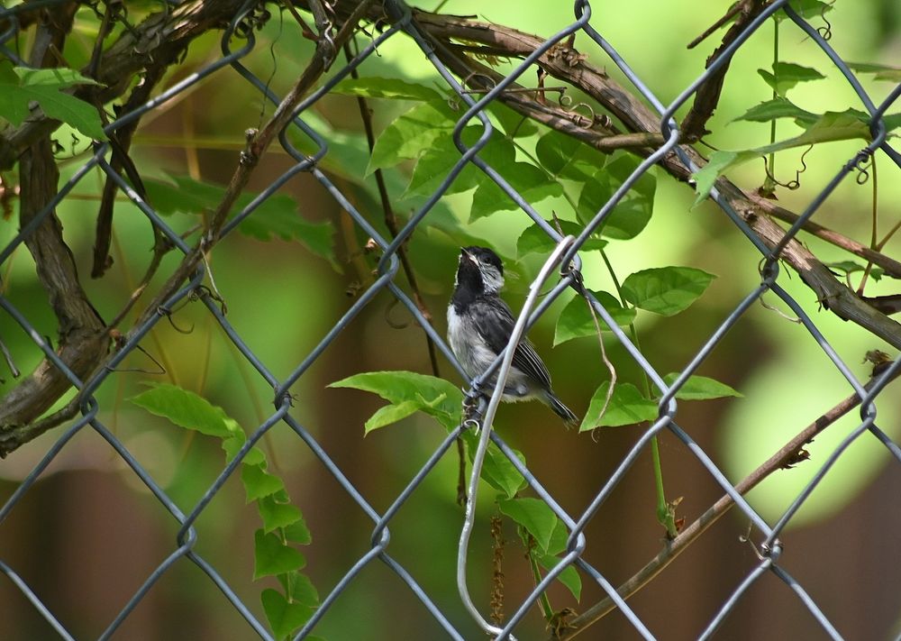 A Black-Capped Chickadee that has just fledged is holding onto a metal fence wire looking around