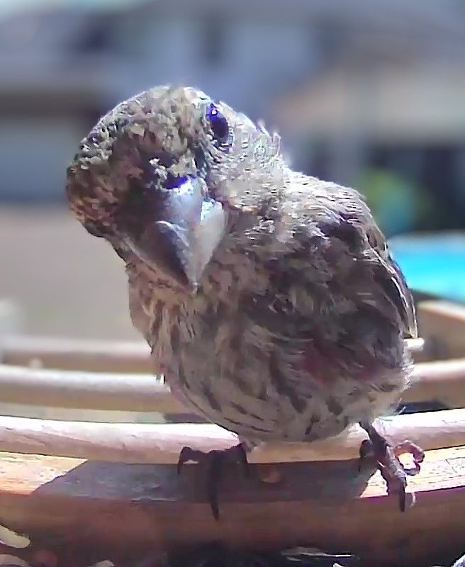 Female House Finch 