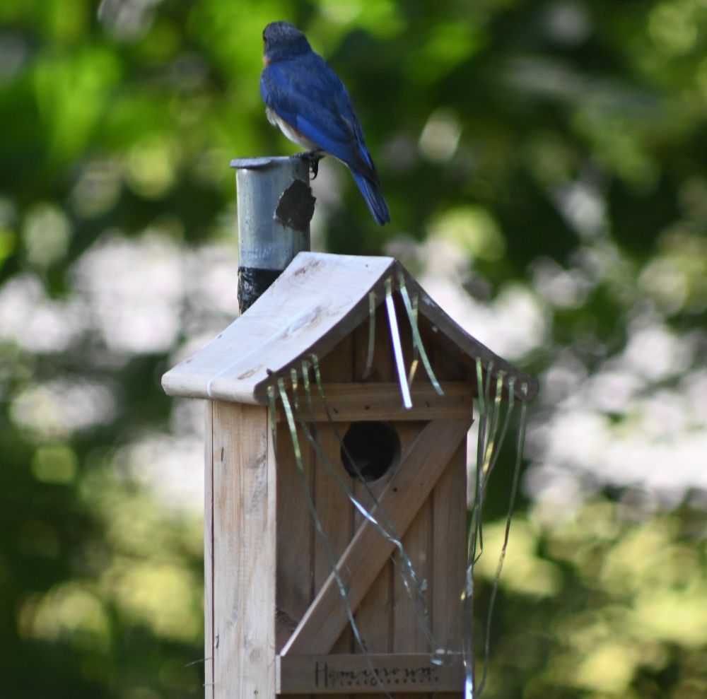 Male Bluebird sitting on pole above nesting box with the female Bluebird peeking out of the hole