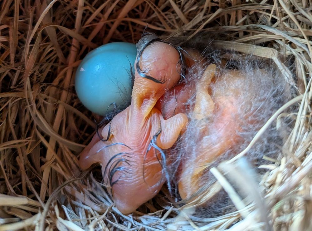 Three newly hatched Bluebird chicks with one egg unhatched, but it does look like there is some pipping on the side