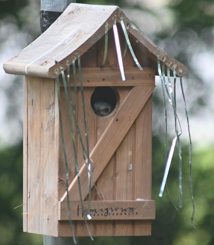 A female Bluebird peeking out of her nesting box