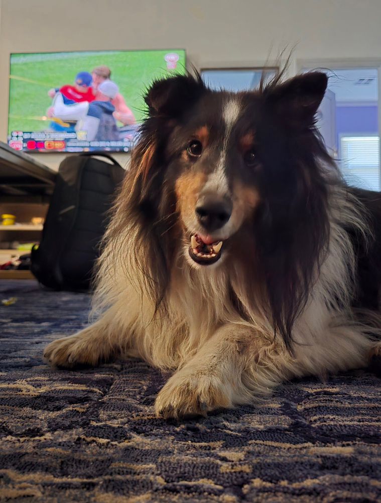 A Shetland Sheepdog laying on a rig looking at the camera with a doggy smile and the footy on a TV in the background.