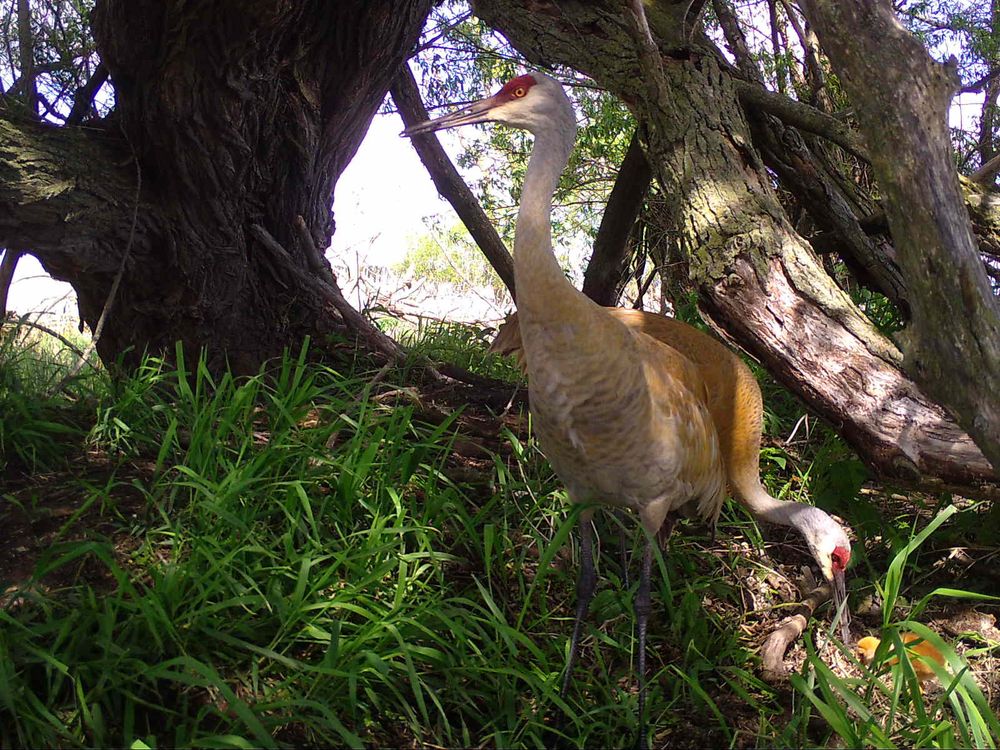 sandhill cranes and a colt, Winnebago County, Wisconsin