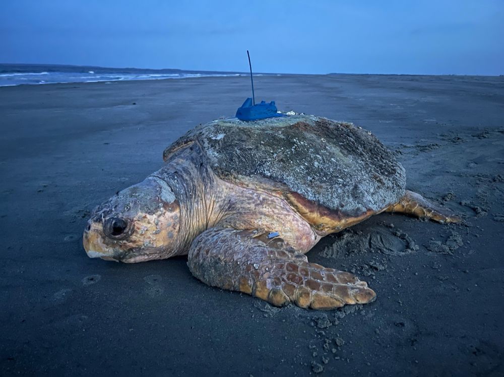 An loggerhead crawls back to the ocean at dawn with a satellite transmitter.