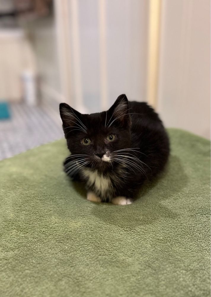 mostly black kitten with white whiskers, feet, chest, and half of nose, sitting on a green blanket 