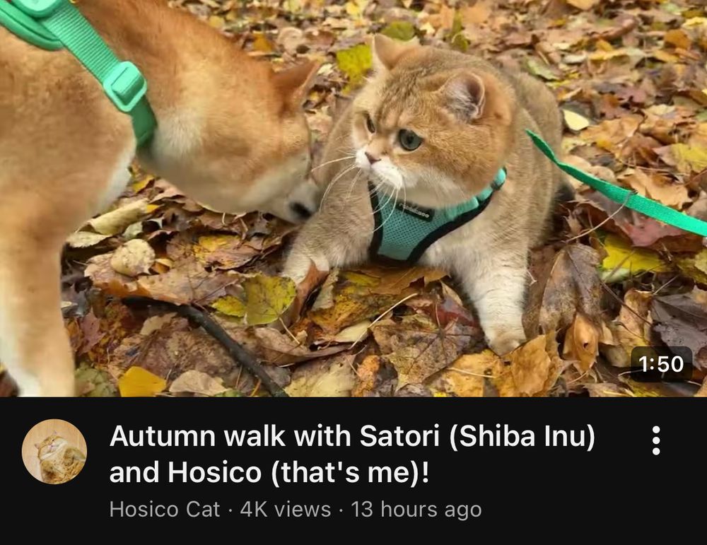 YouTube video titled “Autumn walk with Satori (Shiba Inu) and Hosico (that’s me)!”