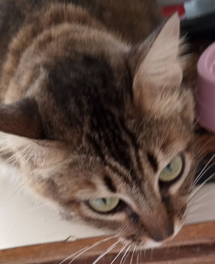 Gata marrom de olhos verdes olha para a câmera 