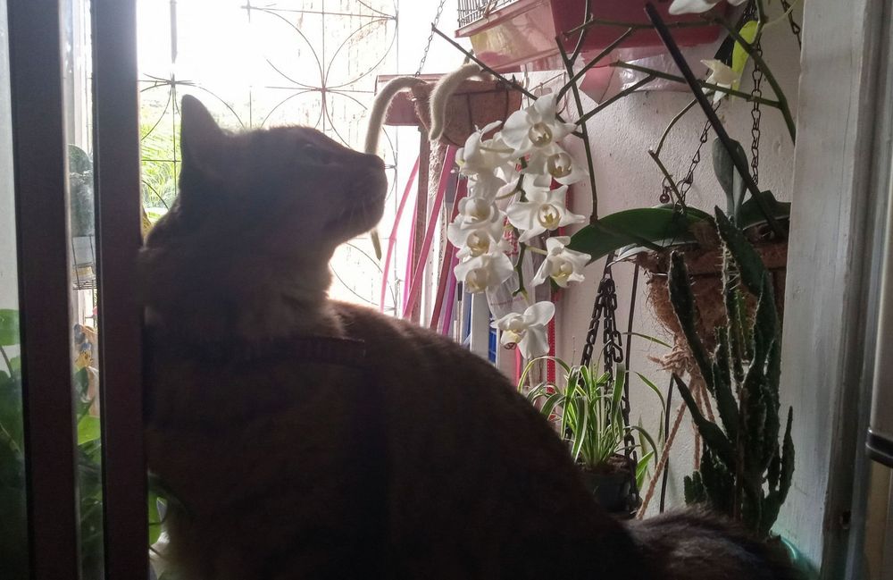 Gata marrom de perfil em uma janela. Ao lado dela um vaso com um cacto. Atrás do vaso do cacto um vaso com orquídeas brancas.
