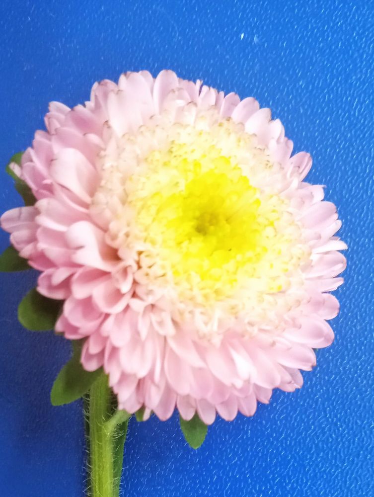 Uma flor em um fundo azul. Ela tem pétalas rosas e o centro amarelo.