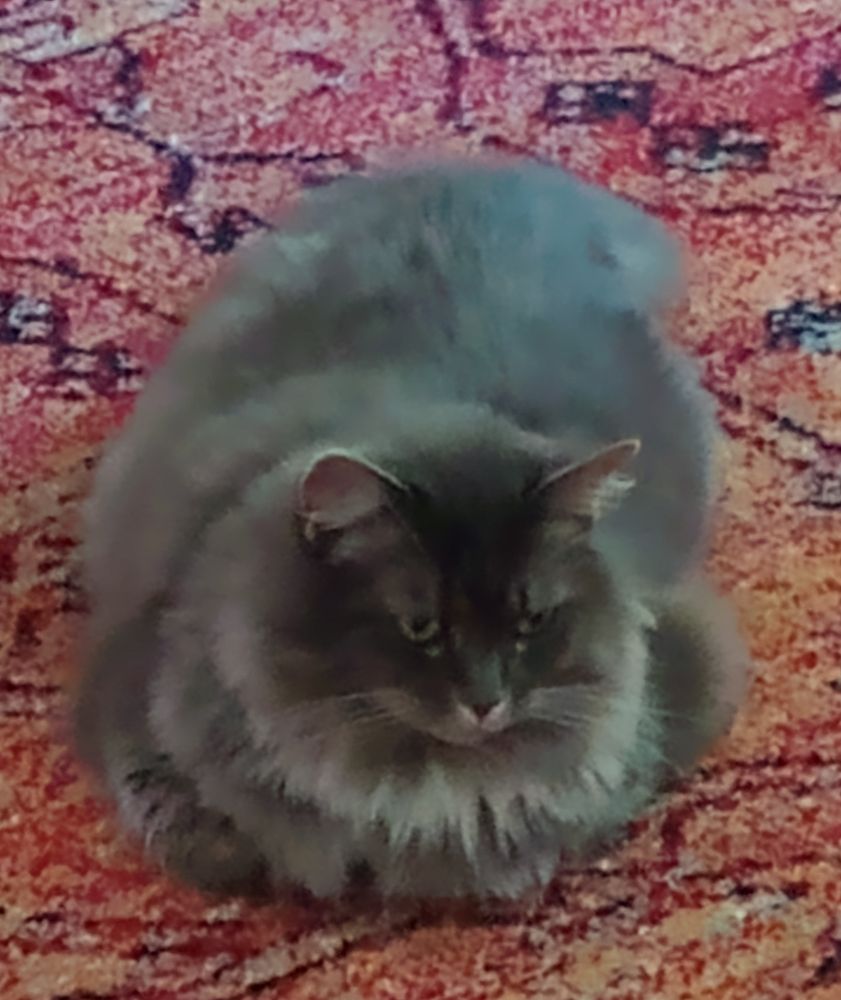 Mimi isn't even that fat, she's just super fluffy! She is actually very tiny beneath all that, but she's a Ragamuffin, so she's extra big. Large and in charge, you go girl! I love my child so much. 