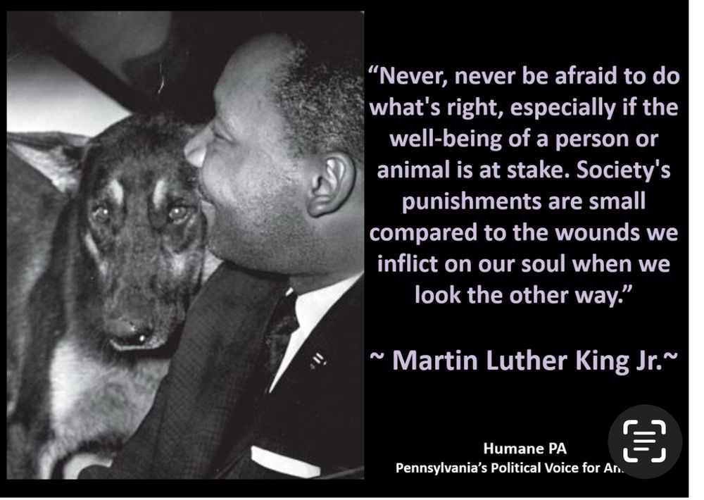 Image of Dr. Martin Luther King Jr. smiling and looking to his right at a beautiful German Shepherd type dog that appears to be leaning on his shoulder. 
The caption reads: “Never, never be afraid to do what is right, especially if the well-being of a person or animal is at stake. Society’s punishments are small compared to the wounds we inflict on our soul when we look the other way.” -MLK
Image attributed to Humane PA
