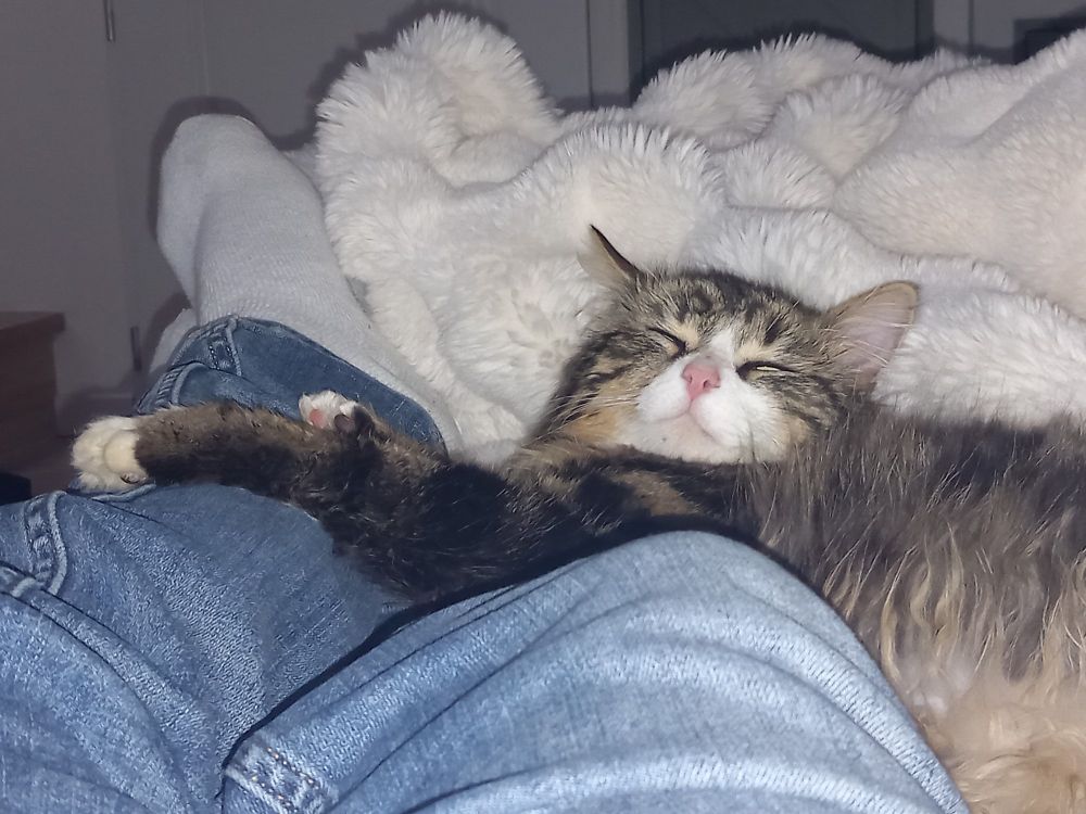 Mon chat assoupi, avec ses deux pattes sur mes jambes.