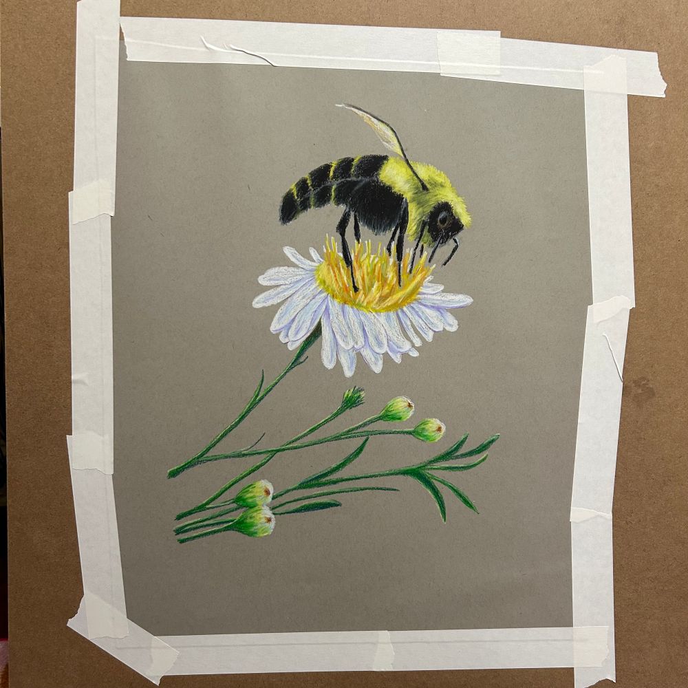 a bee on a flower, in crayon, on paper