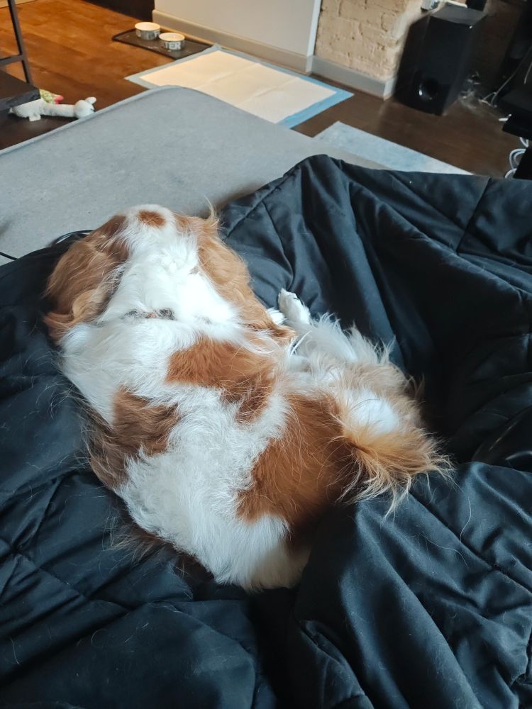 The dog won't get out of my lap