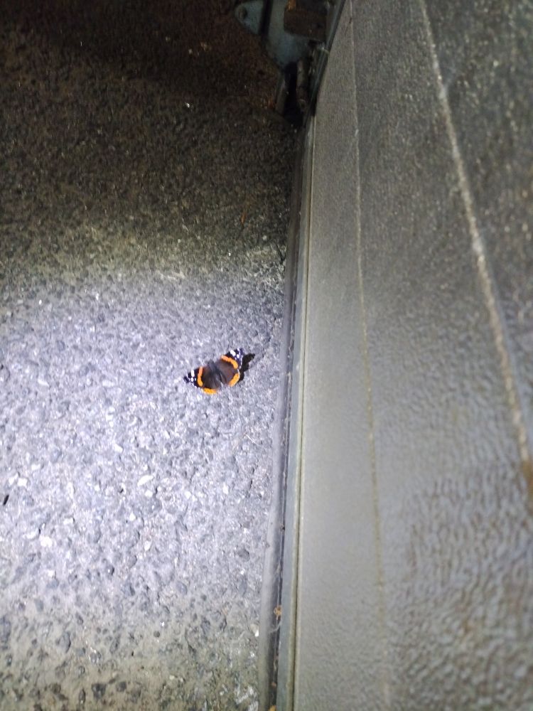 En fin sommerfugl som sitter på bakken ved siden av en garasjeport og koser seg i lyset fra hodelykta mi.